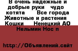 В очень надежные и добрые руки - чудо - котята!!! - Все города Животные и растения » Кошки   . Ненецкий АО,Нельмин Нос п.